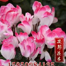 禮品工藝品地被類花卉價格與批發(fā)采購完全指南