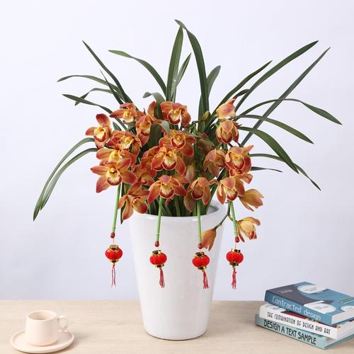 蝴蝶蘭盆栽 花開(kāi)富貴，送禮首選的室內(nèi)觀(guān)花植物